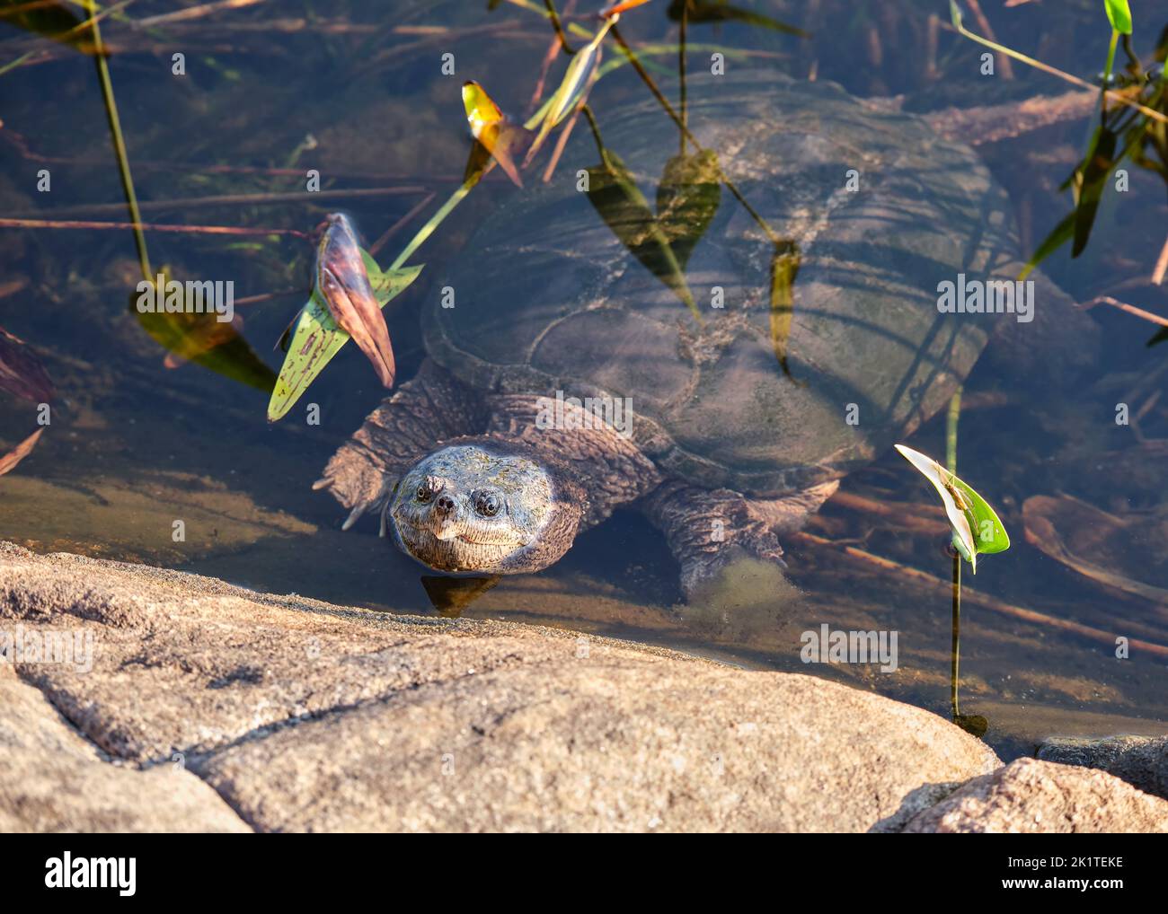 A large snapping turtle lifts his head above the water right by a rocky shore on Crab Lake in Kawartha Highlands Provincial Park, Ontario. Stock Photo