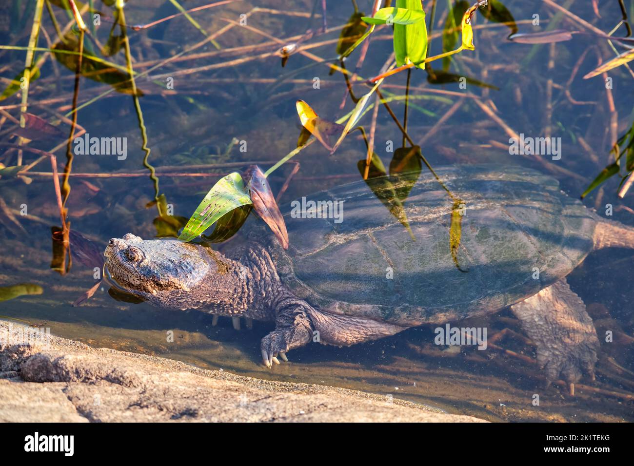 A snapping turtle swims along a rocky shoreline with its head out of the water in Crab Lake, Kawartha Highlands Provincial Park, Ontario. Stock Photo