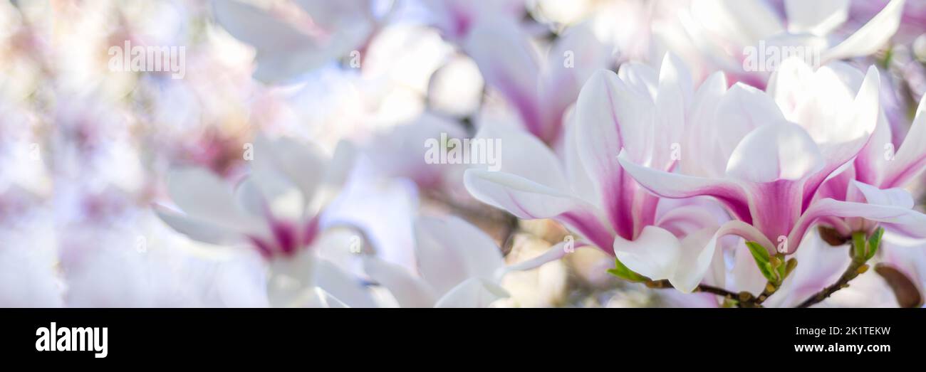 Pink Magnolia Tree with Blooming Flowers during Springtime Stock Photo ...