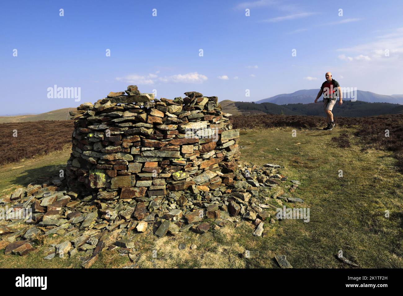 Walker at the summit of Whinlatter fell, Lake District National Park, Cumbria, England, UK Whinlatter fell is one of the 214 Wainwright fells. Stock Photo