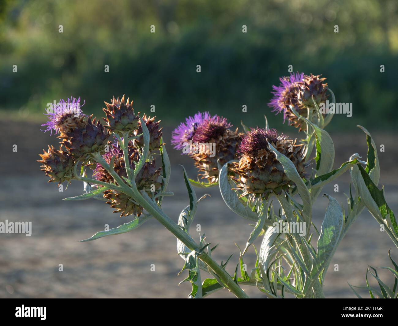 A purple flower plant in the garden Stock Photo - Alamy