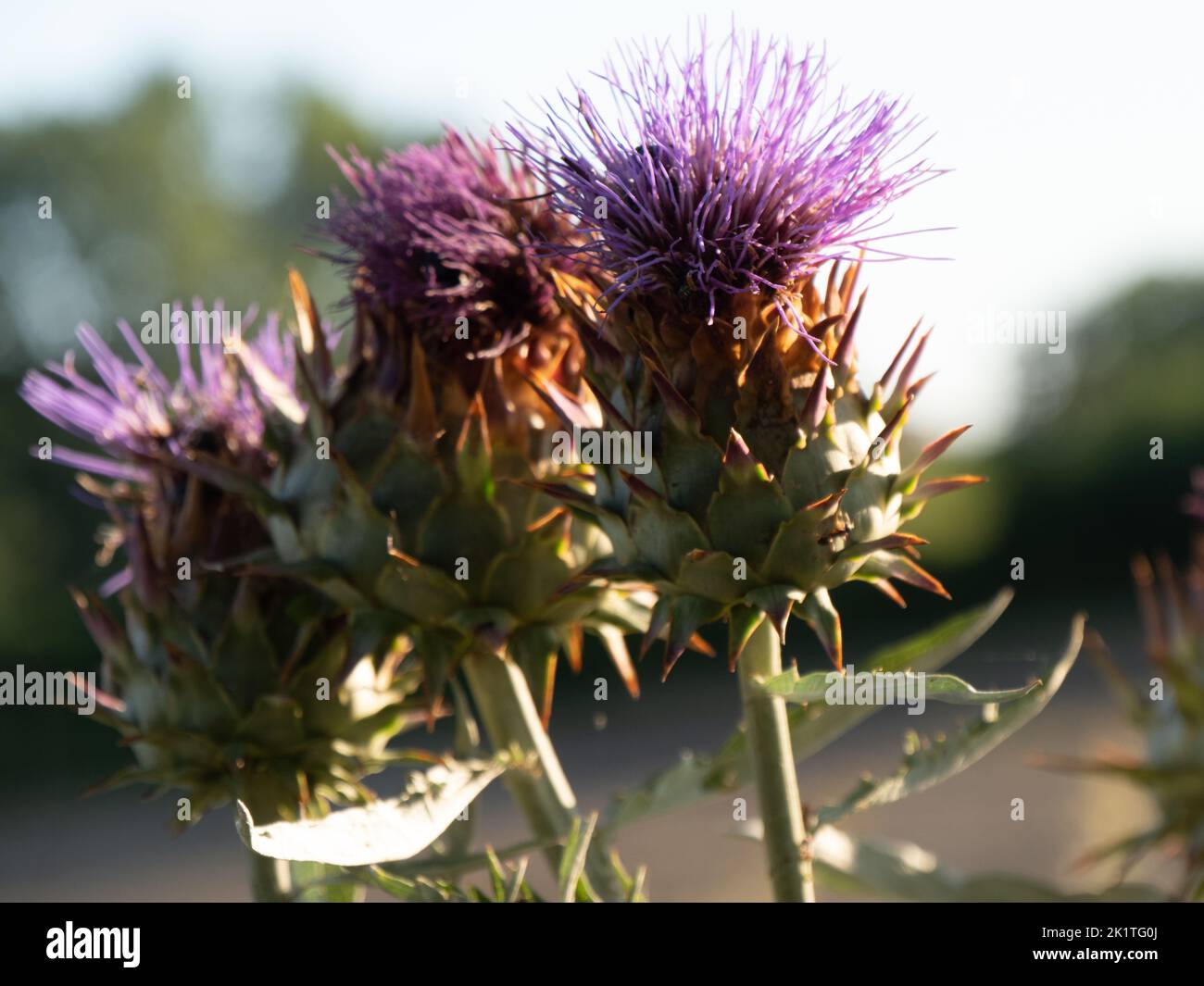 A purple flower plant in the garden Stock Photo - Alamy