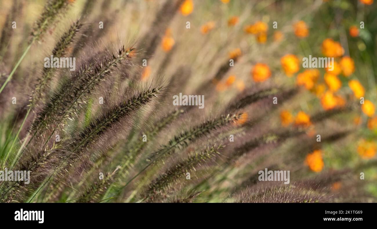 Ornamental Chinese fountain grass Pennisetum Alopecuroides Red Head, photographed in autumn with a macro lens at RHS Wisley, UK. Orange geum behind. Stock Photo