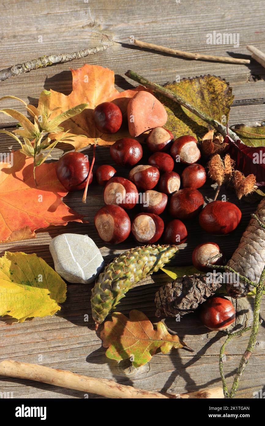 Rural autumn decoration with leaves, horse chestnuts, beechnuts, stones and cones Stock Photo