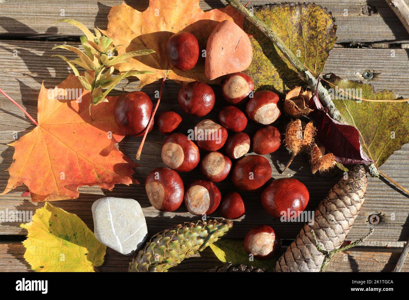 Rural autumn decoration with leaves, horse chestnuts, beechnuts, stones and cones Stock Photo