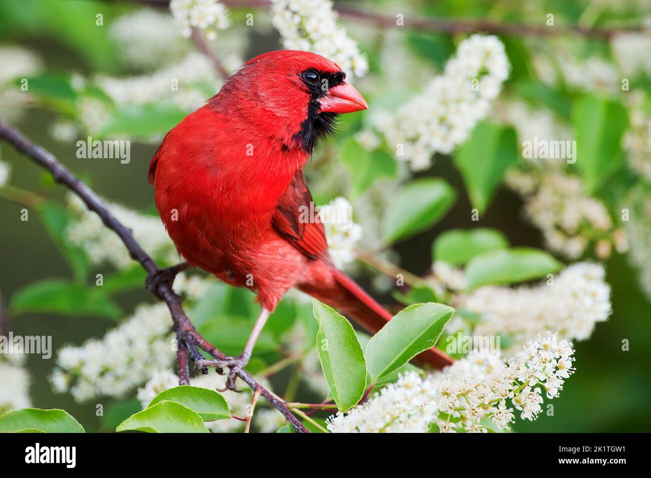 Male northern cardinal perched in flowering black cherry tree in spring Stock Photo