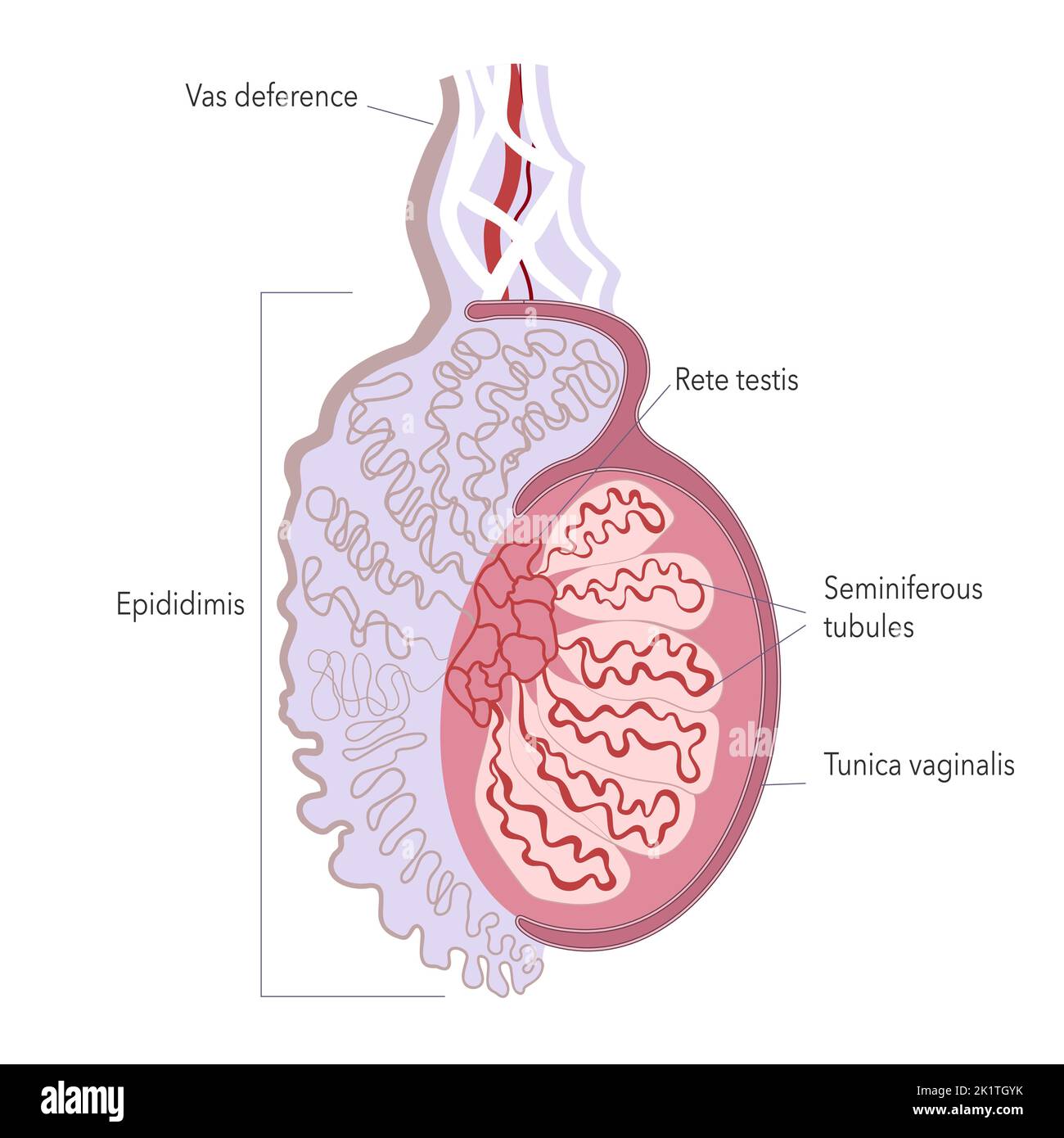 Fine structure of human testicle. Anatomy illustration of male gonad for atlas or infographics. Stock Vector