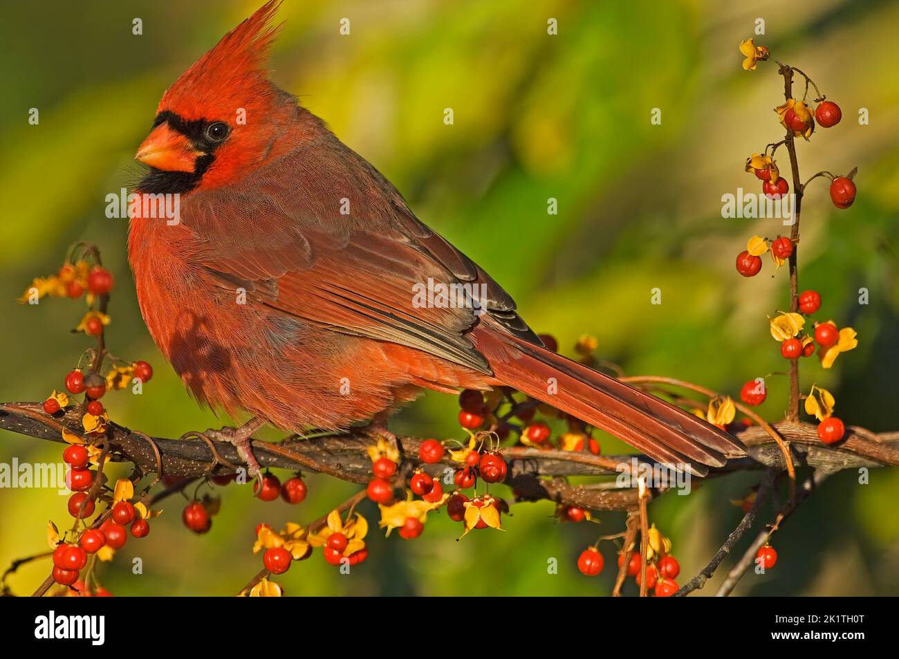 Male northern cardinal close-up in autumn Stock Photo