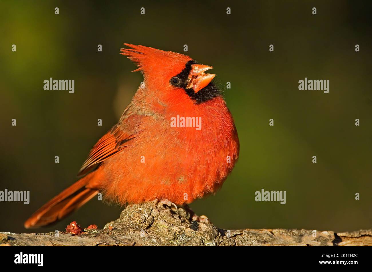 Male northern cardinal Stock Photo