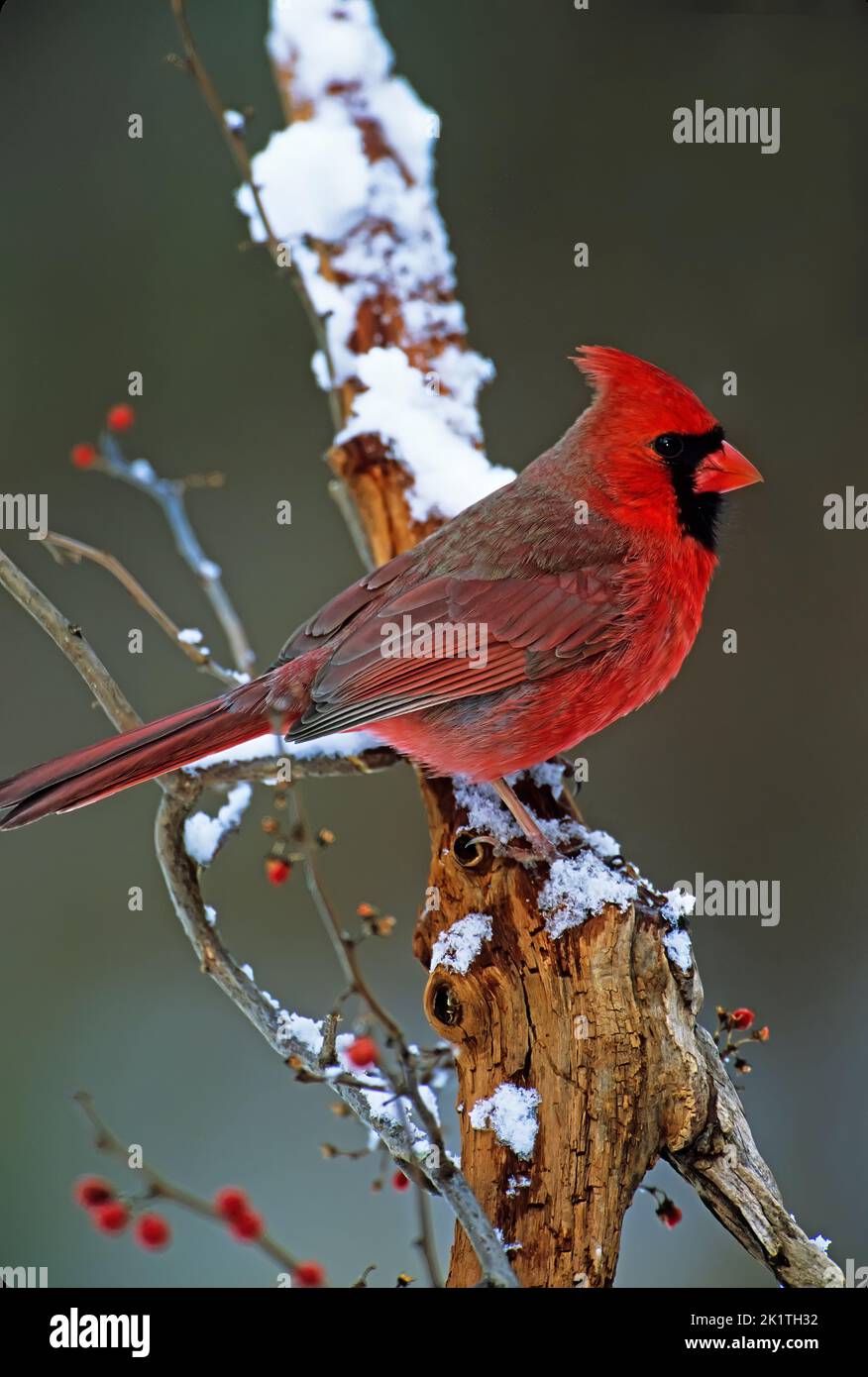 Male northern cardinal in winter setting Stock Photo