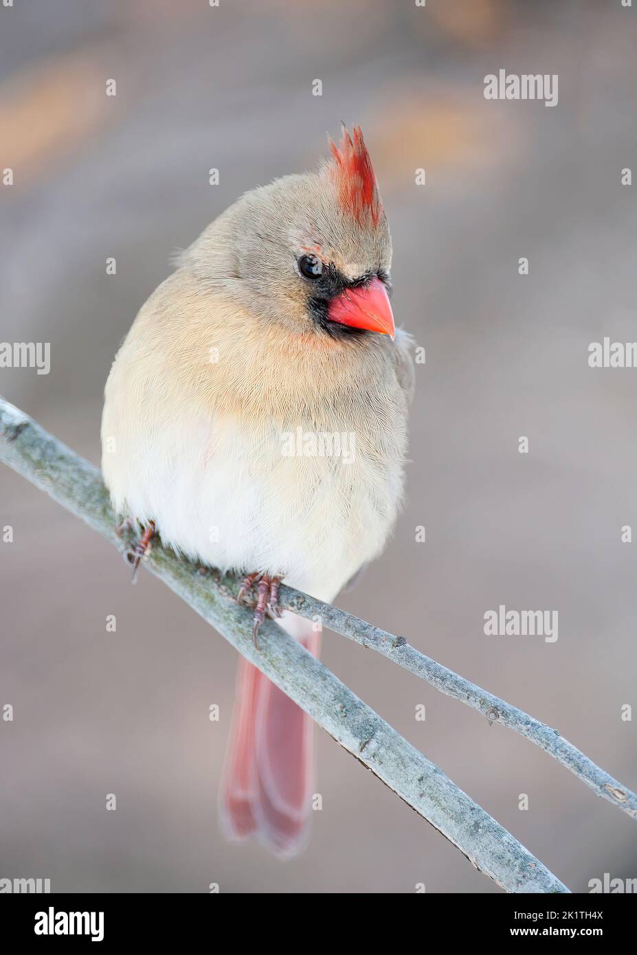 Female northern cardinal Stock Photo