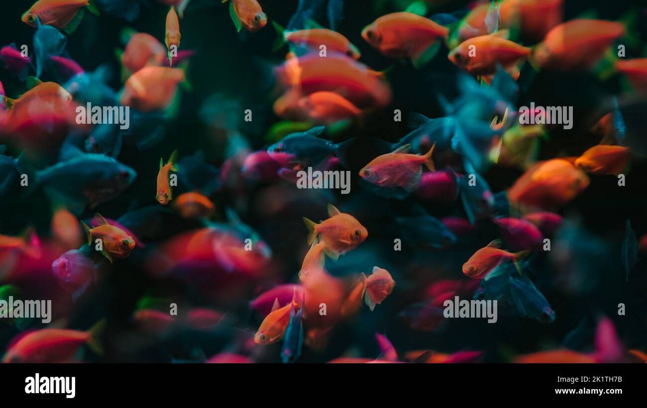 Tropical colored glofish - Gymnocorymbus ternetzi fish swimming in aquarium. View of fluorescent genetically engineered underwater pisces inhabitants Stock Photo