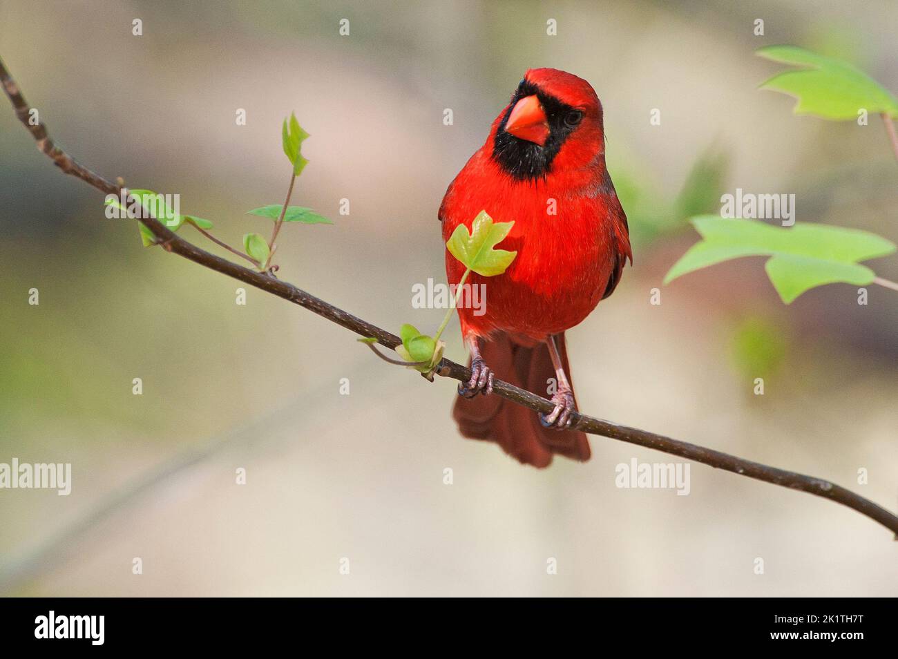 Male northern cardinal perched on tulip tree branch in spring Stock Photo