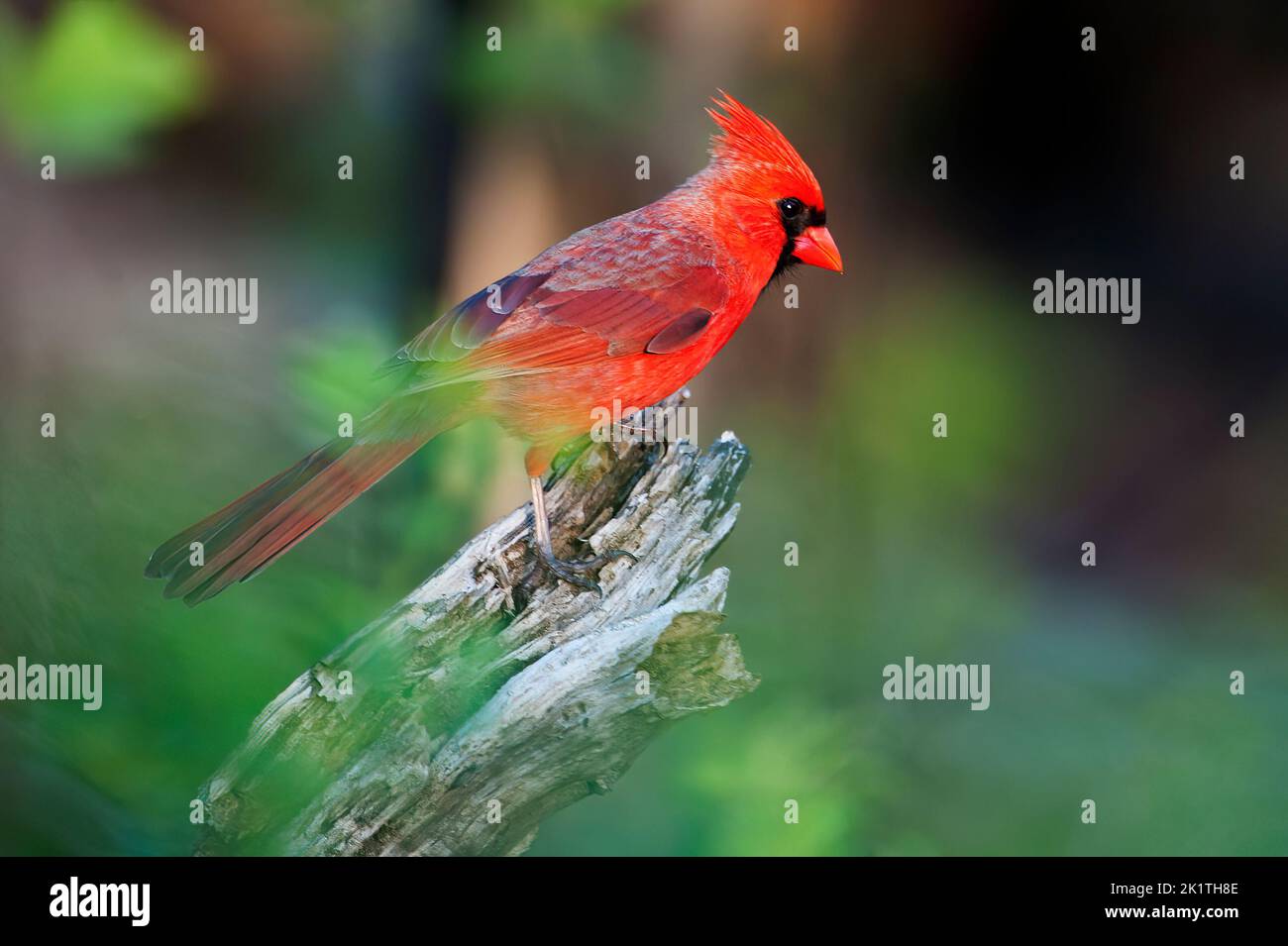 Male northern cardinal perched in woodland are Stock Photo