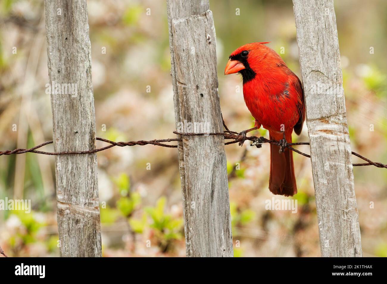 Male northern cardinal Stock Photo