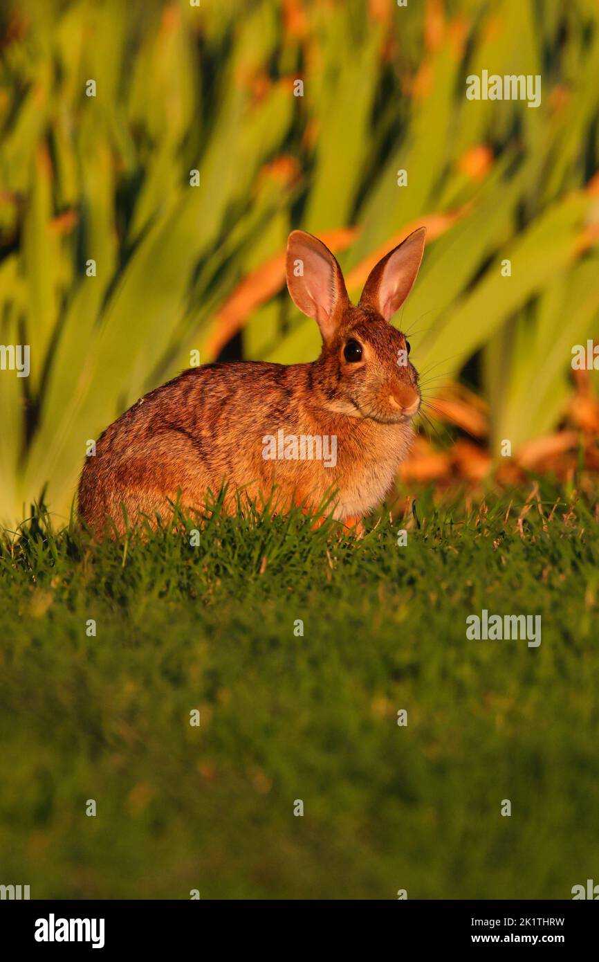 A vertical of a rabbit sitting on the grass Stock Photo - Alamy