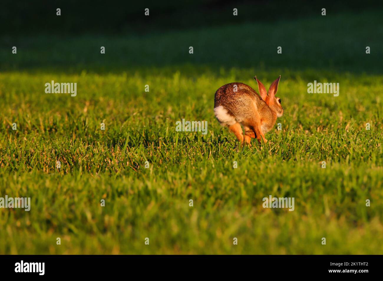 A cute rabbit jumping on the grass Stock Photo Alamy