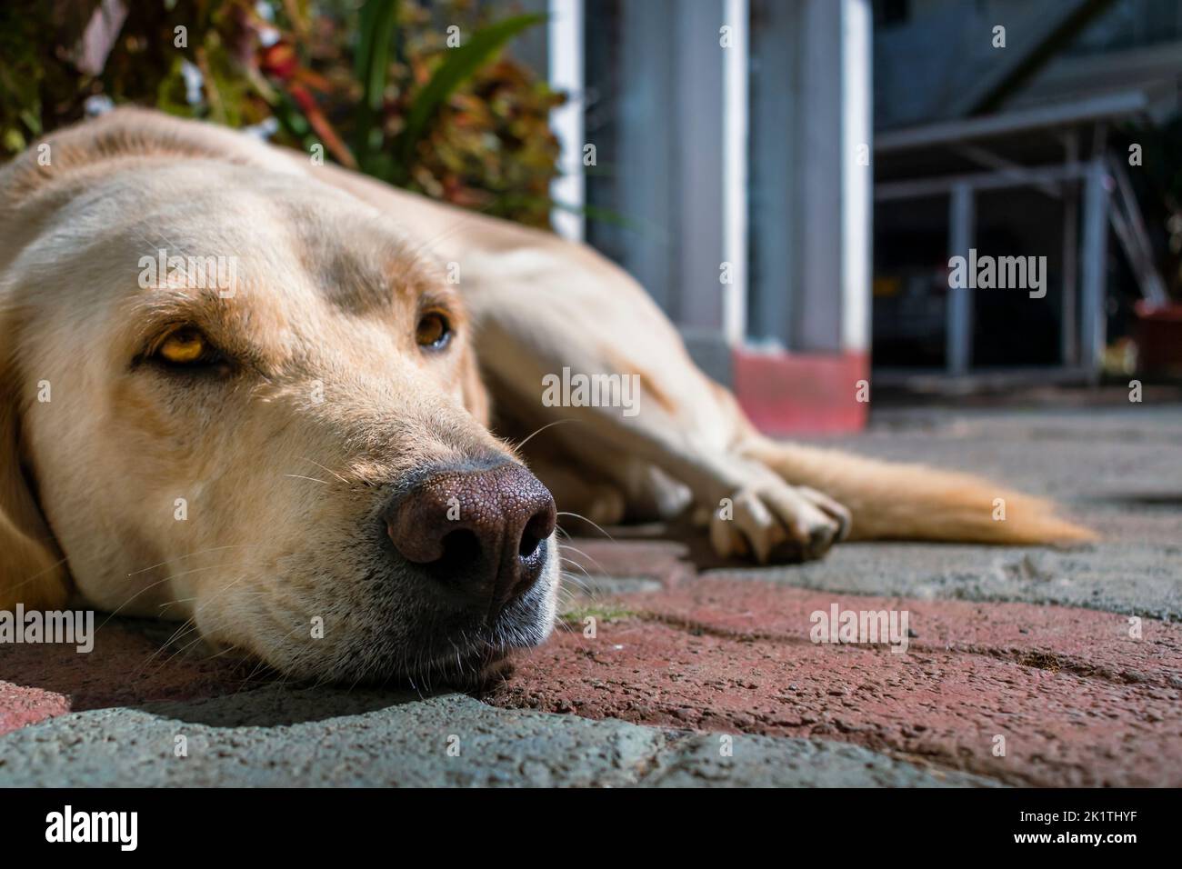 A closeup shot of a brown dog lying on the floor Stock Photo - Alamy