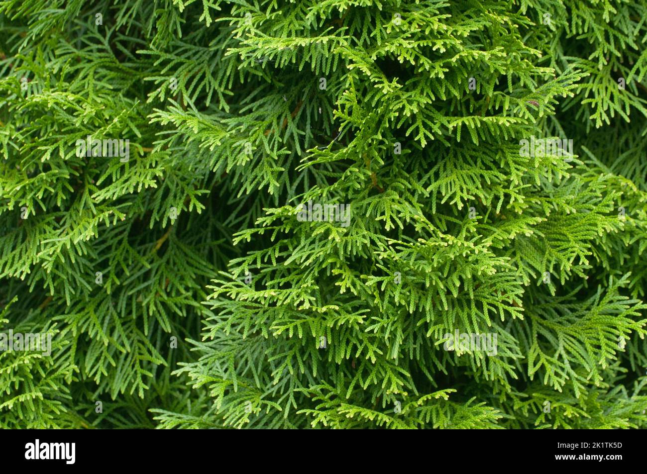Close up shot shrub hi-res stock photography and images - Alamy