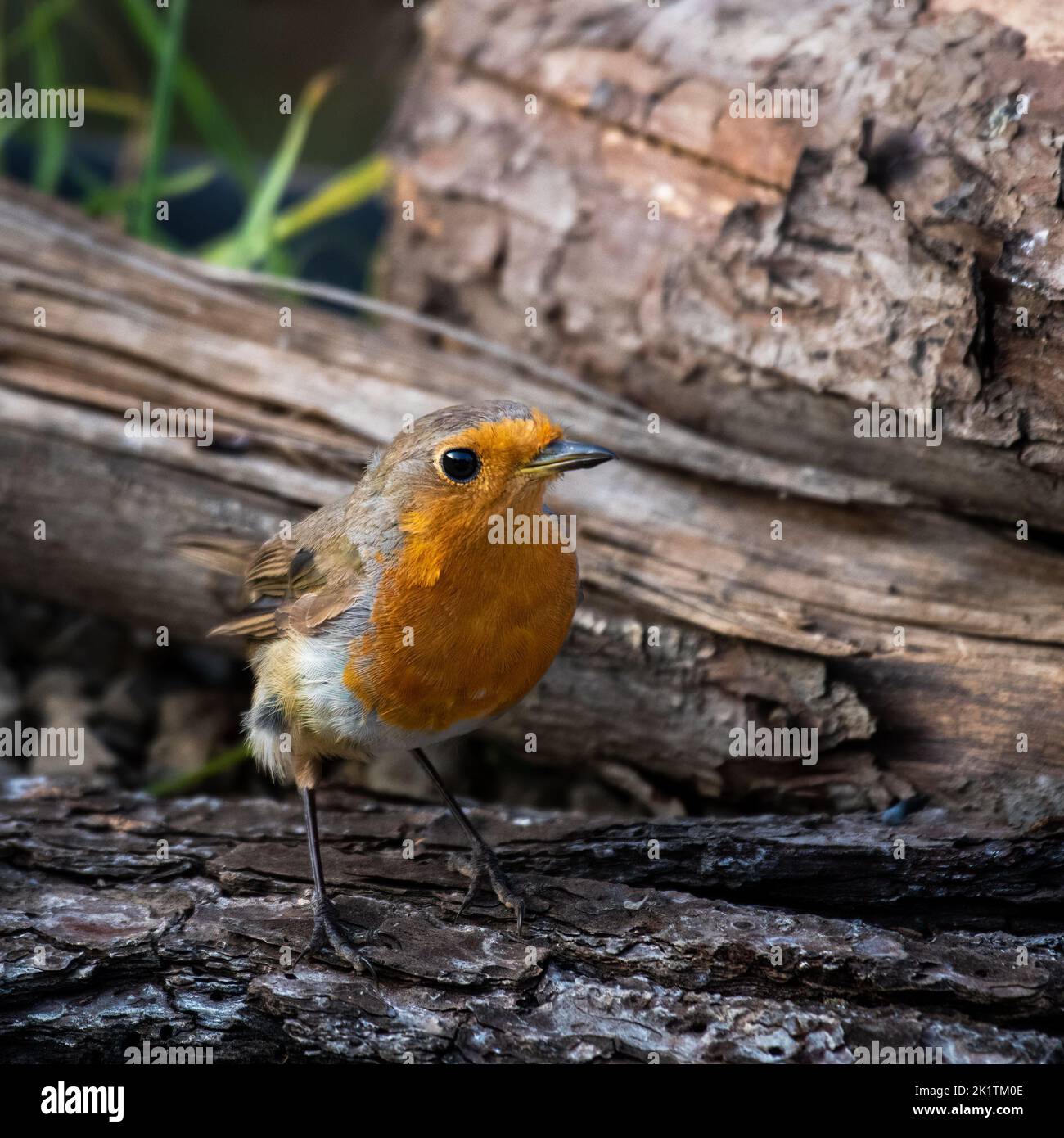 A European robin bird on a tree bark Stock Photo - Alamy