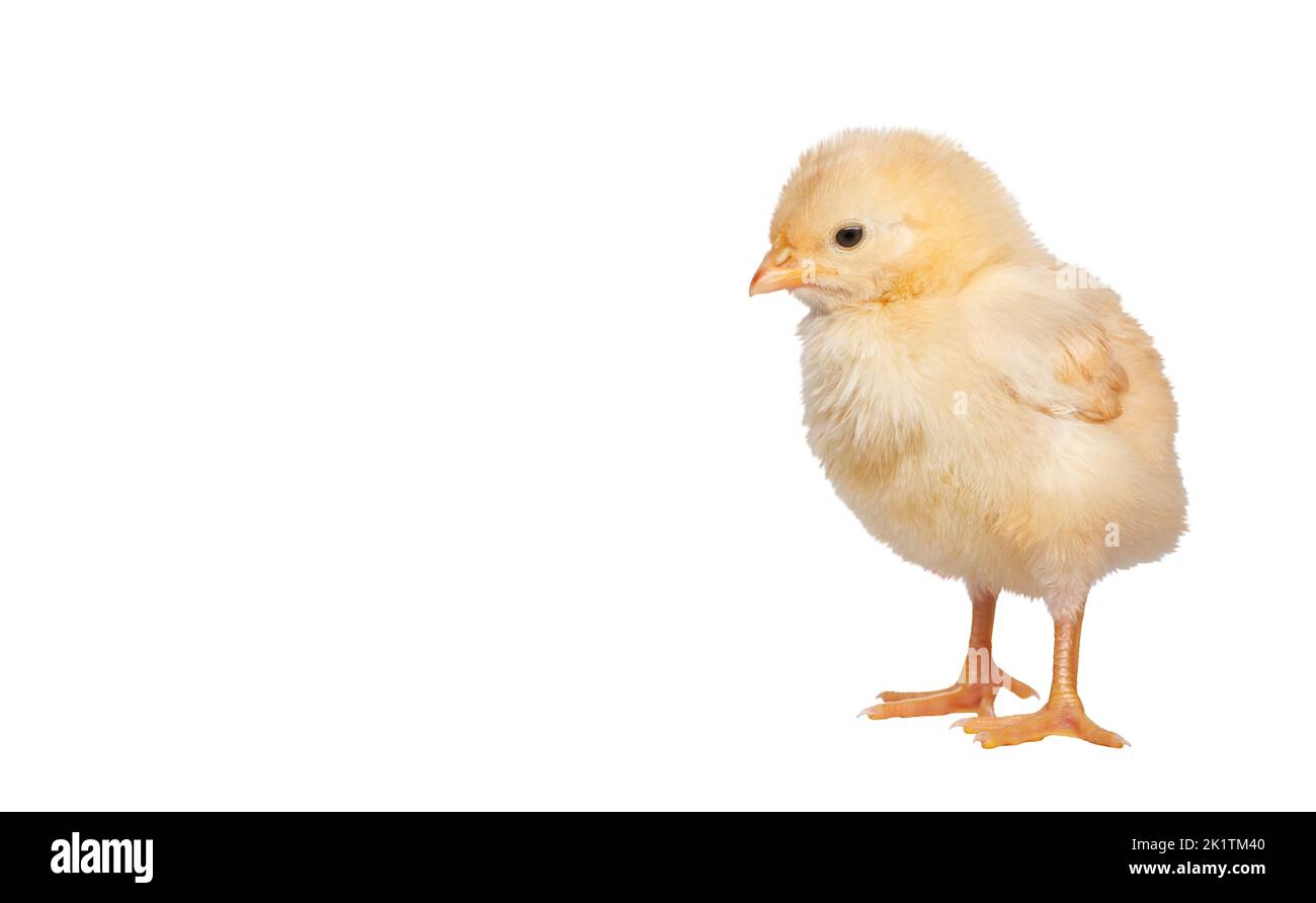 white chick isolated on white background Stock Photo