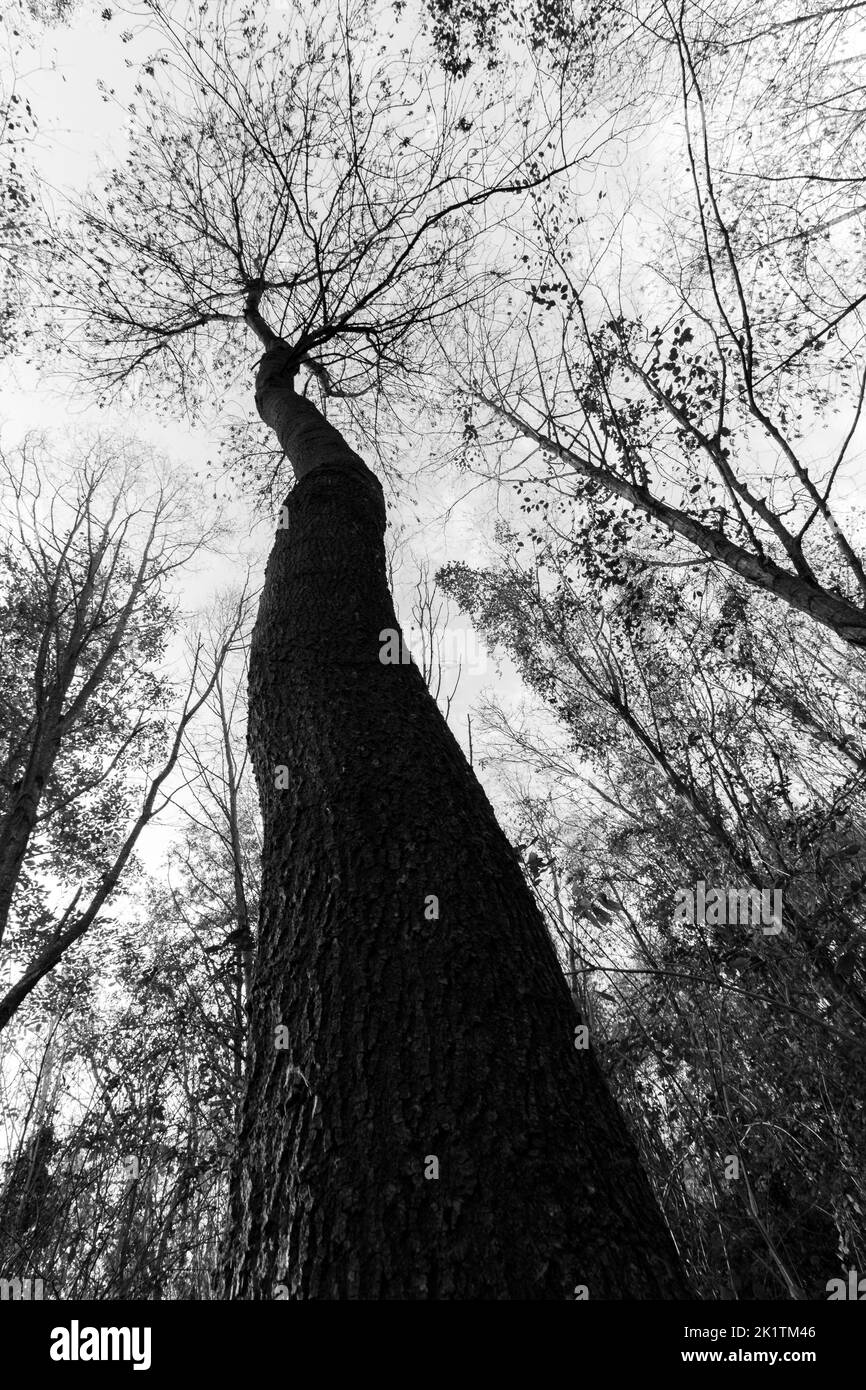 Tall trees as seen from below Stock Photo Alamy