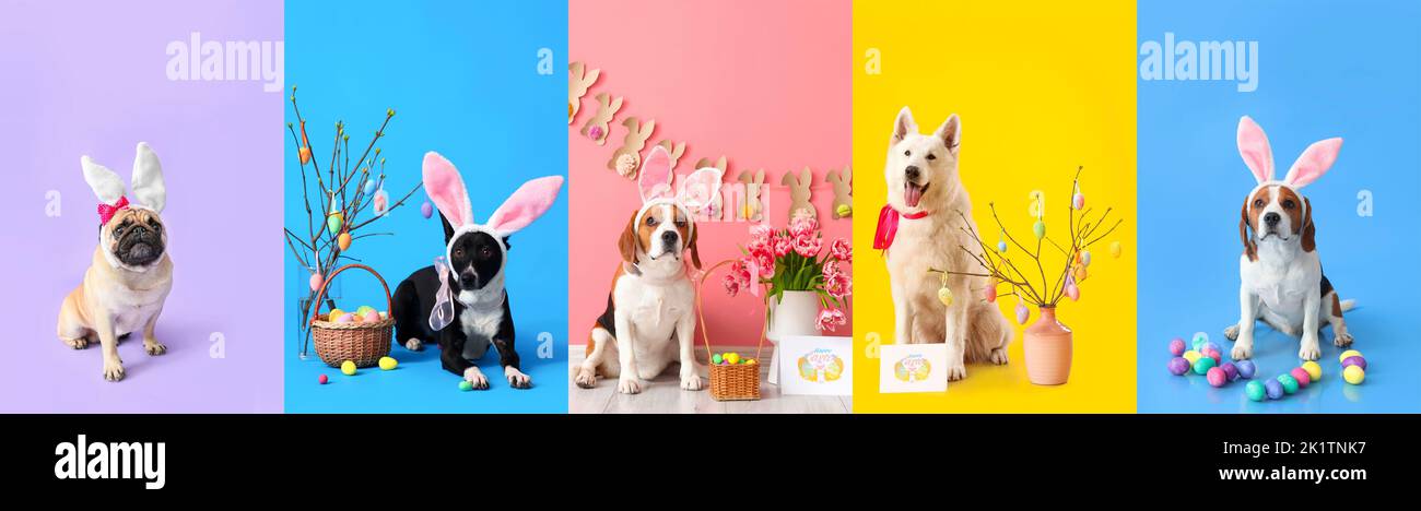Set of cute dogs with bunny ears and Easter eggs on colorful background Stock Photo