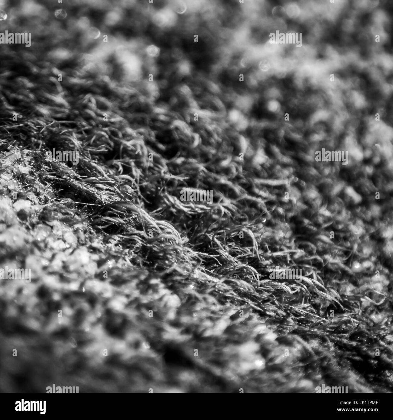Moss as a background Black and White Stock Photos & Images - Alamy