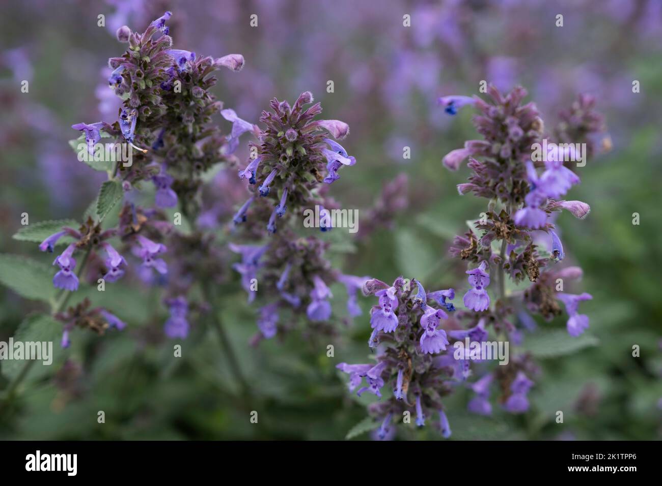 Nepeta, catnip or catmint flowers in a garden. Marrow depth of field, background image Stock Photo