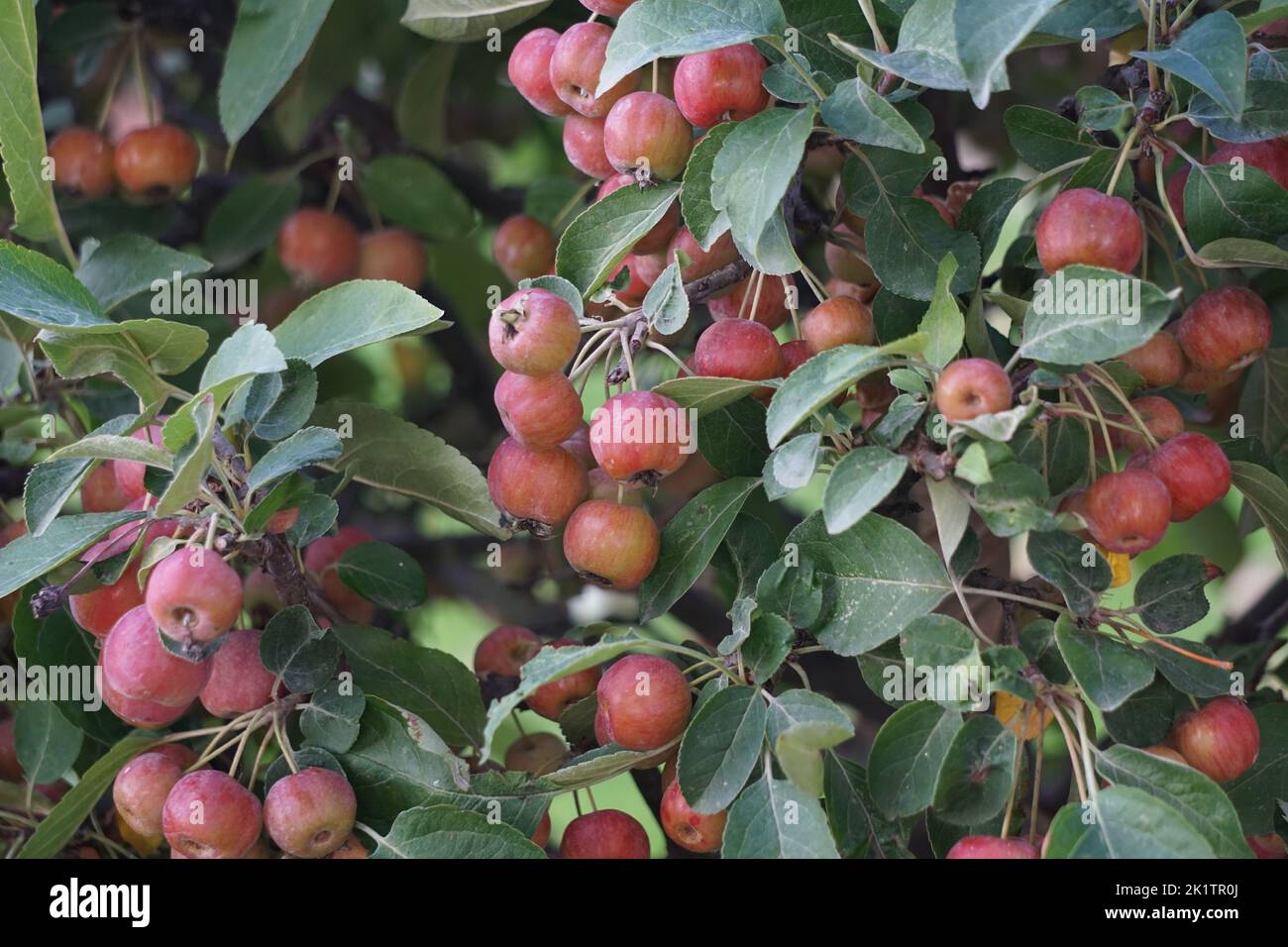 A closeup of little apples on a tree Stock Photo - Alamy