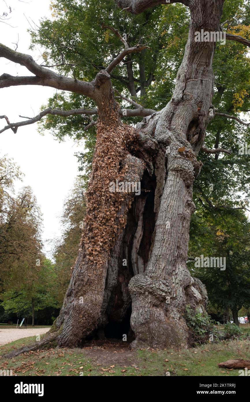 Hollow tree trunk with large opening to enter and play hide and seek. Darkness in a tree and mysteries of the forest. Old tree with large cavern Stock Photo