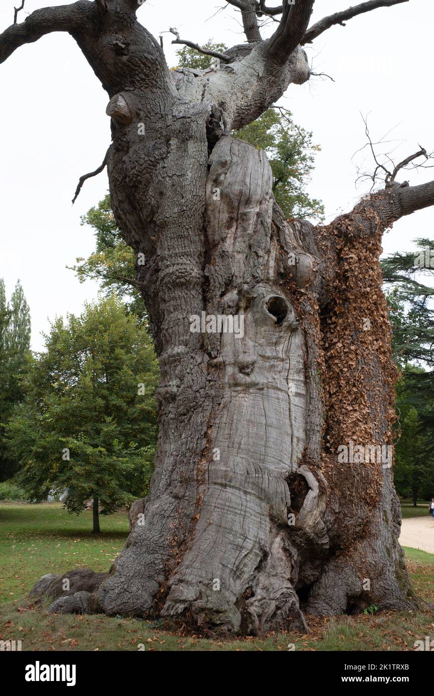 Hollow tree trunk with large opening to enter and play hide and seek. Darkness in a tree and mysteries of the forest. Old tree with large cavern Stock Photo