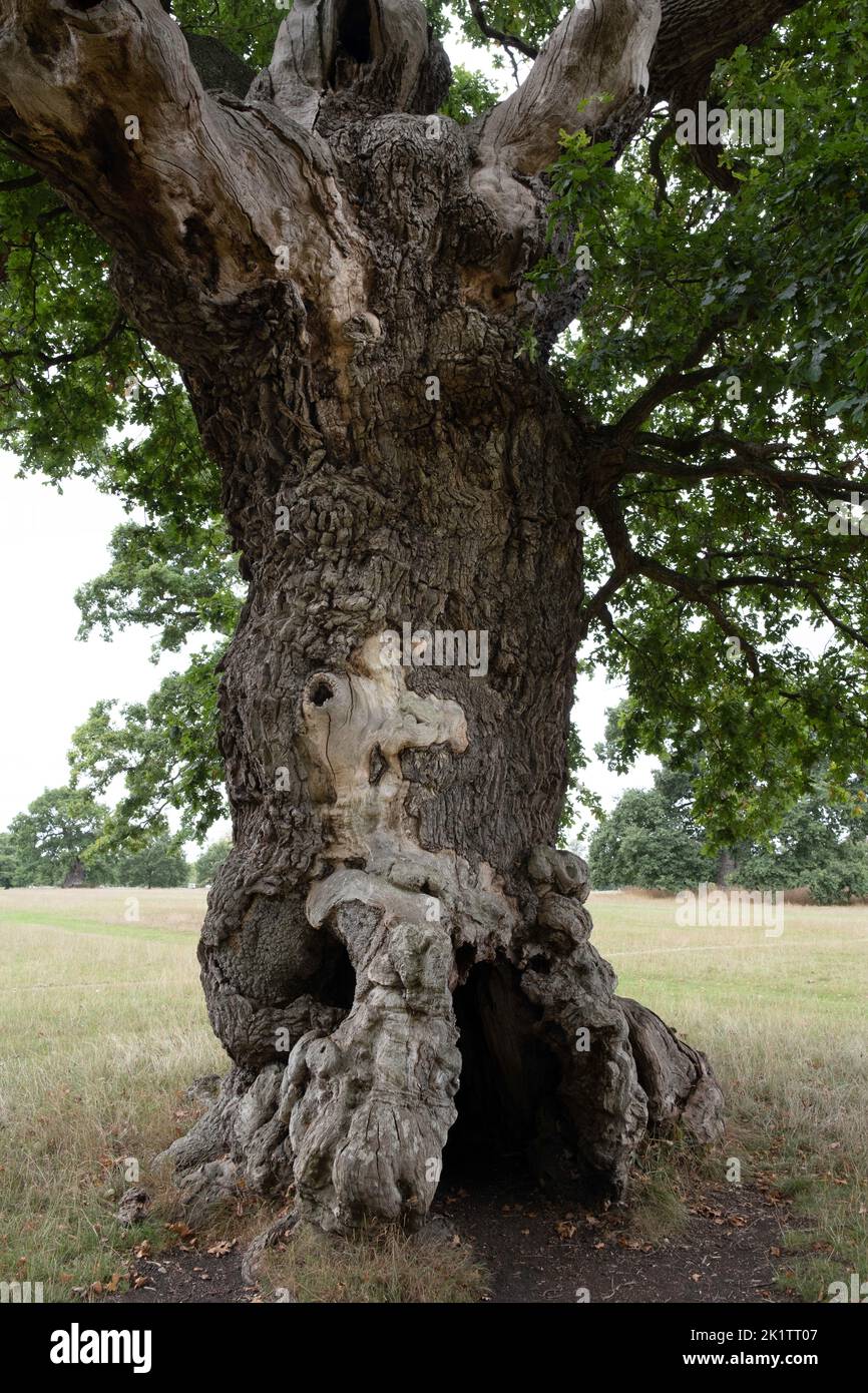 Hollow tree trunk with large opening to enter and play hide and seek. Darkness in a tree and mysteries of the forest. Old tree with large cavern Stock Photo