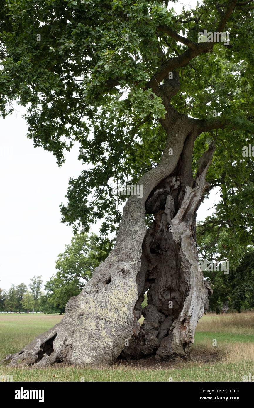 Hollow tree trunk with large opening to enter and play hide and seek. Darkness in a tree and mysteries of the forest. Old tree with large cavern Stock Photo