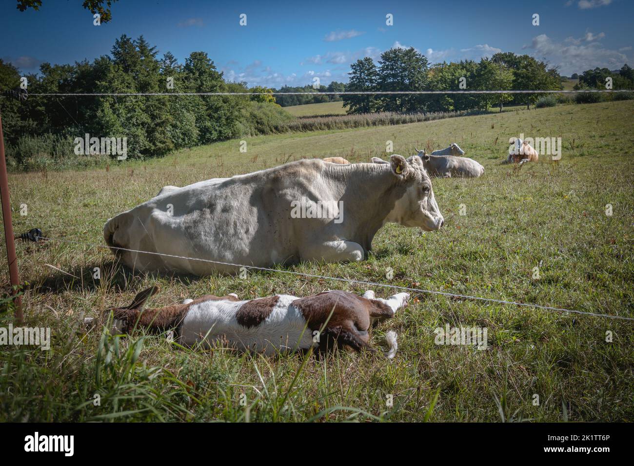 on a green meadow mother cows with calves are lying in the sun Stock ...