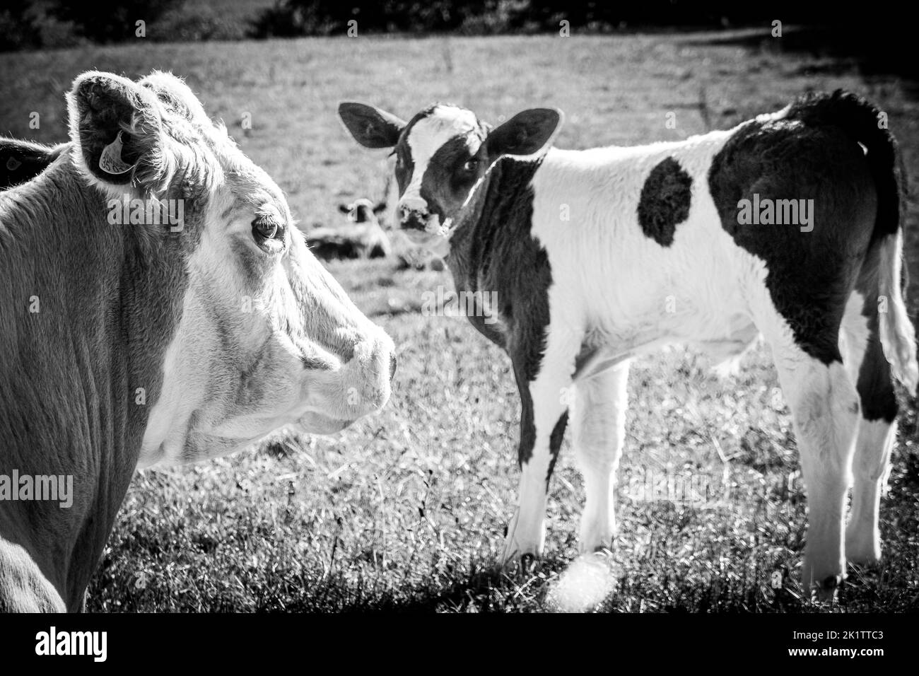 on a green meadow mother cows with calves are lying in the sun Stock