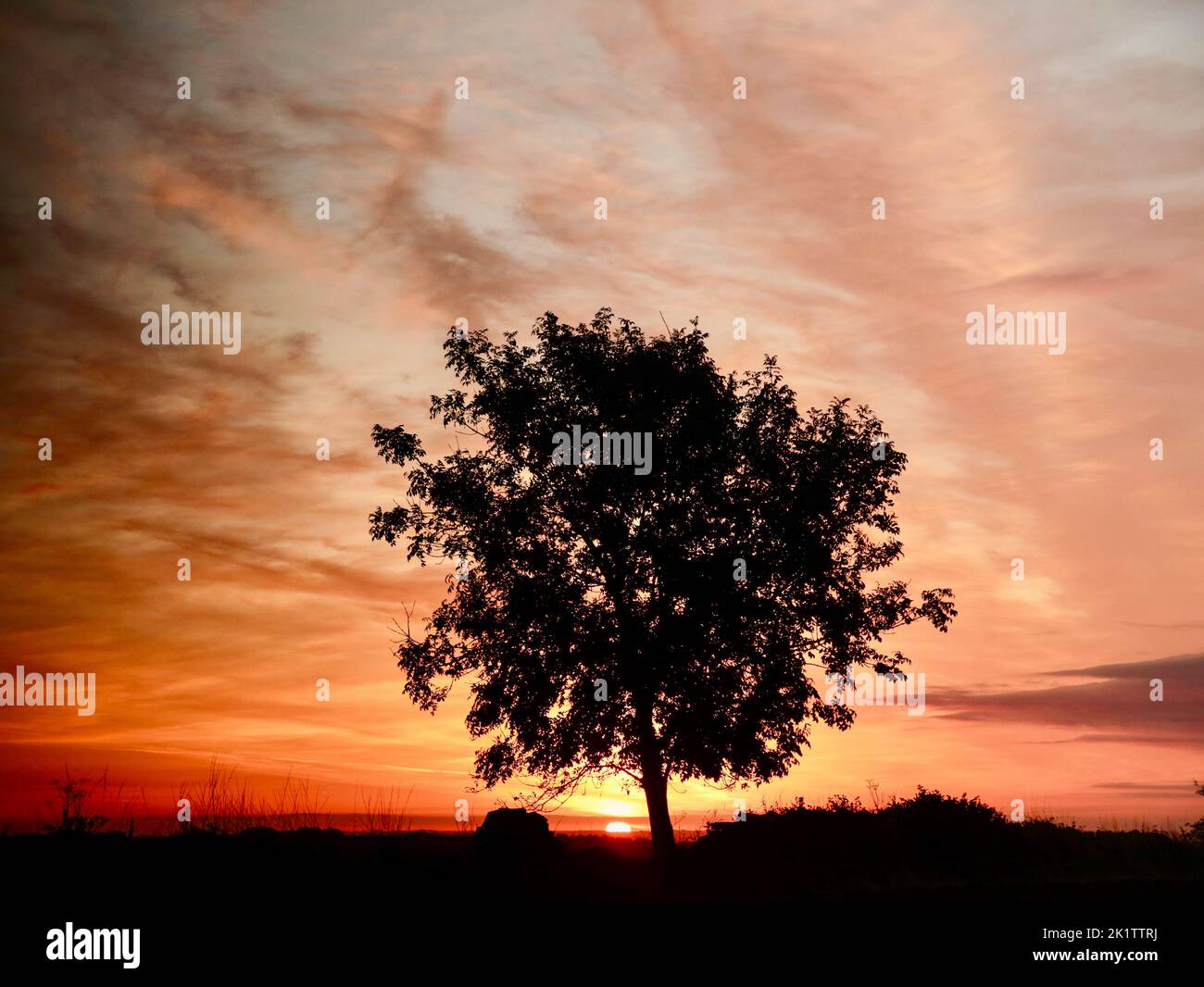 Sunrise with isolated tree silhouette Stock Photo - Alamy