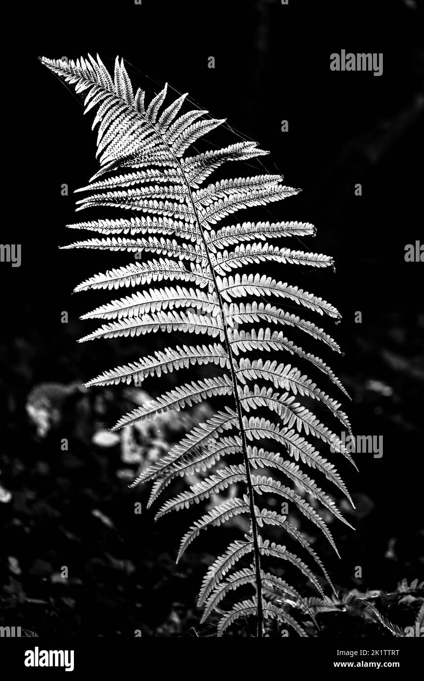 sunlit luminous fern Stock Photo Alamy