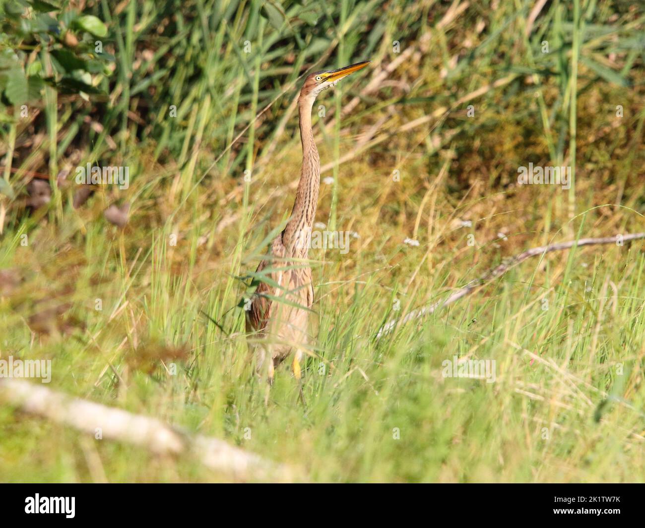 The purple heron (Ardea purpurea) young bird in its natural habitat