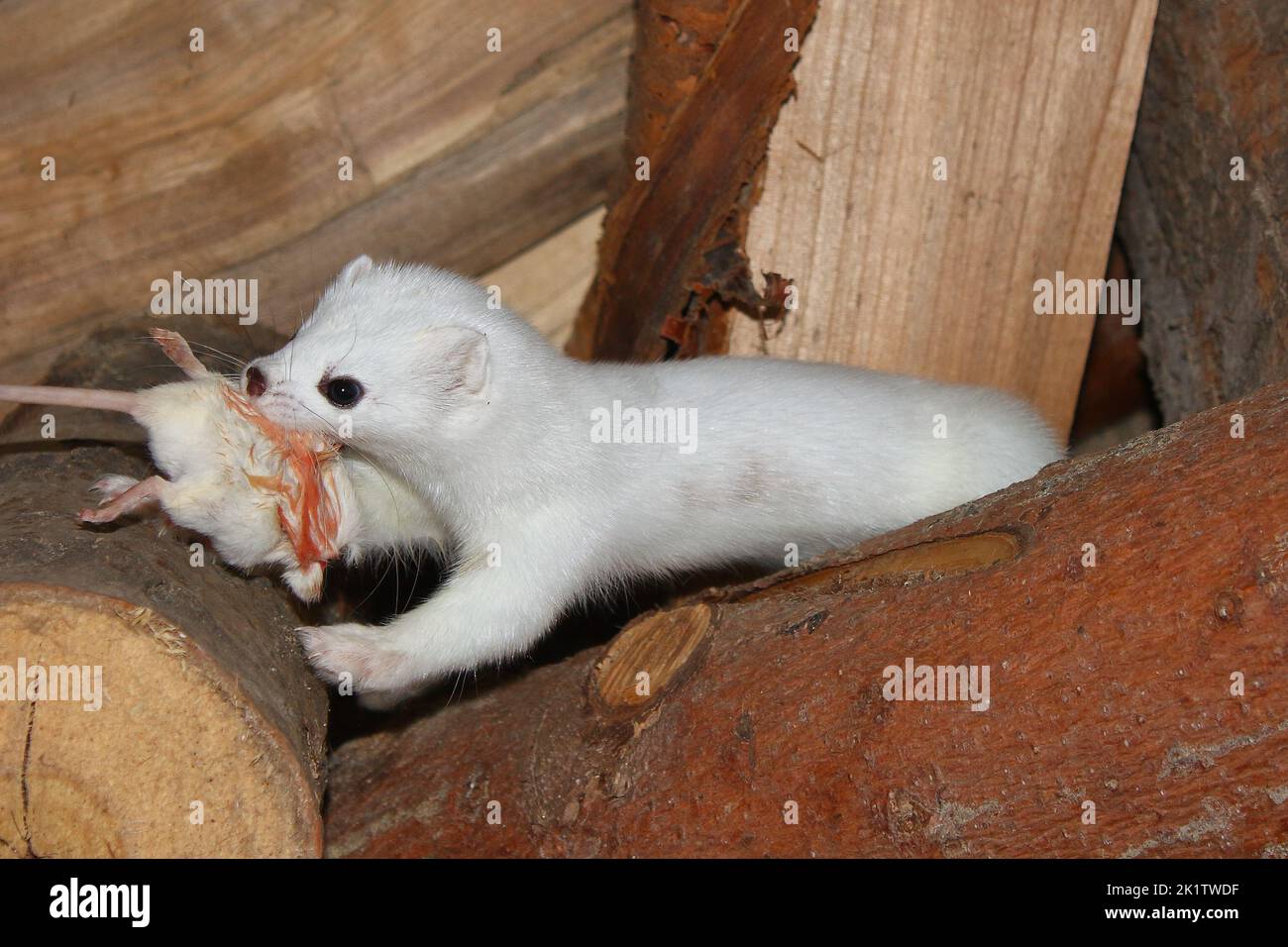 The stoat, short-tailed weasel (Mustela erminea) in winter white fur with dead chick in mouth Stock Photo
