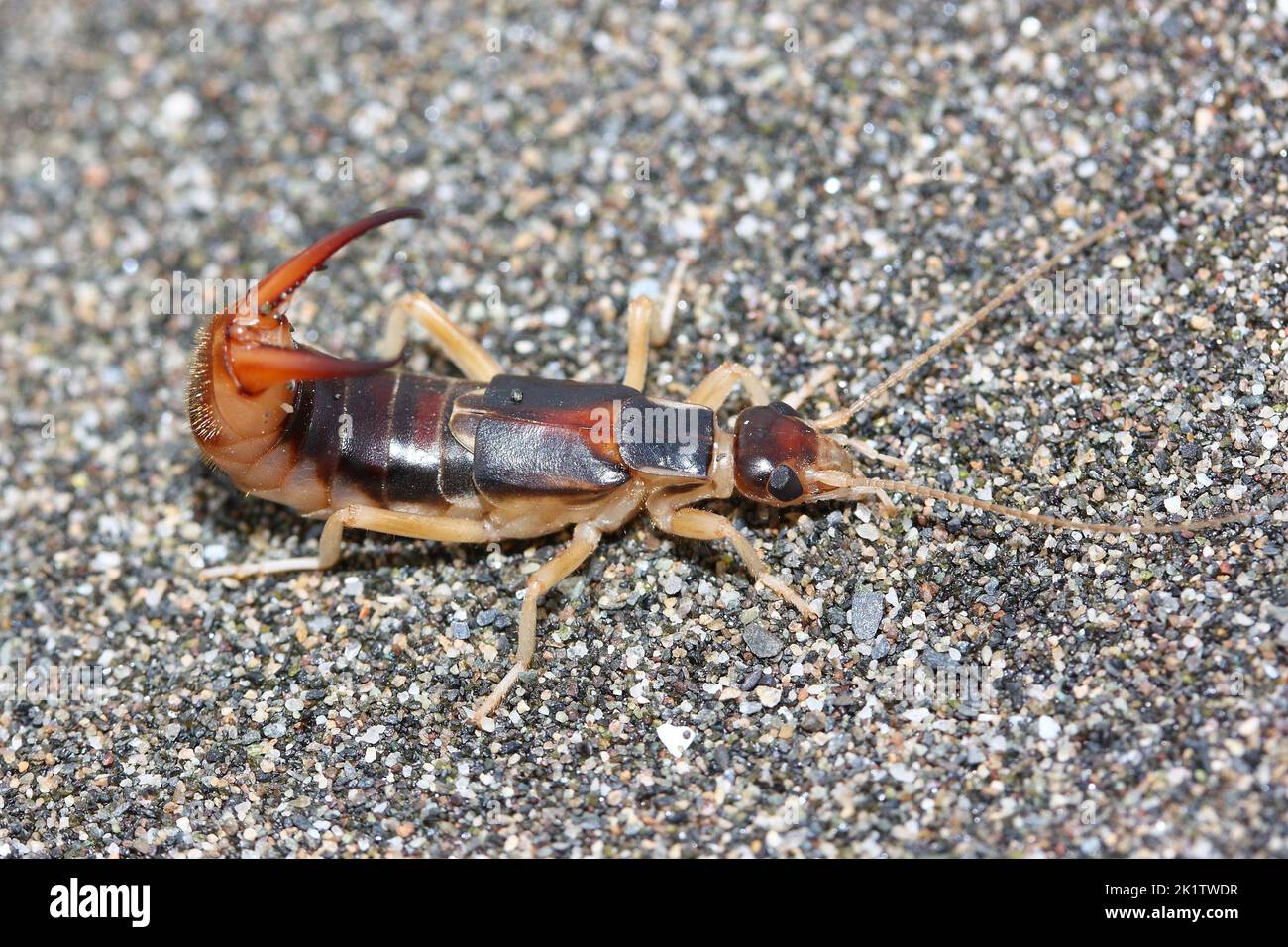 Grey earwig hotsell