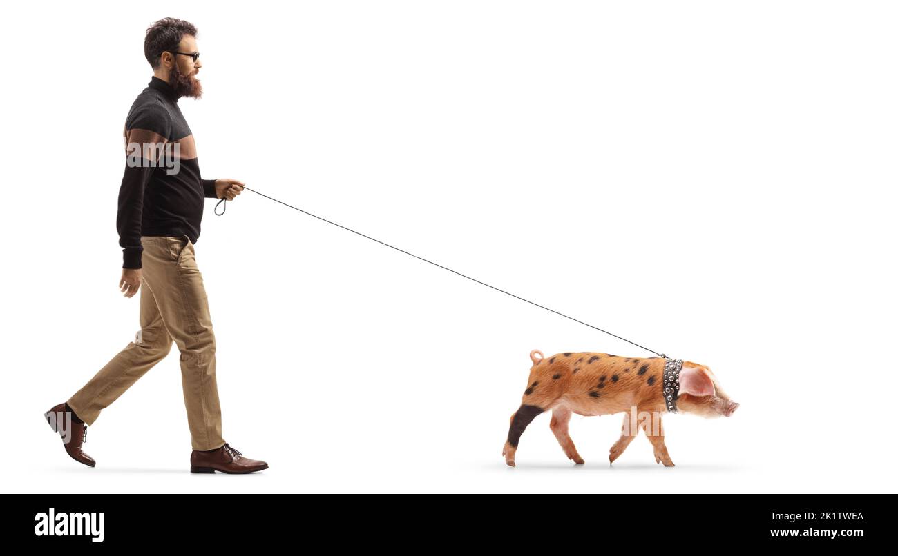 Full length profile shot of a bearded man walking a piglet pet isolated on white background Stock Photo