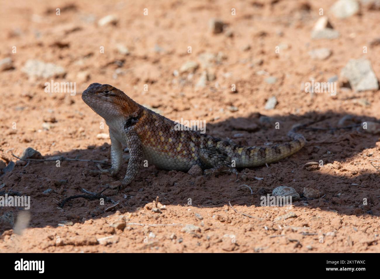 Desert Spiny Lizard (Sceloporus magister) avoiding extreme midday heat