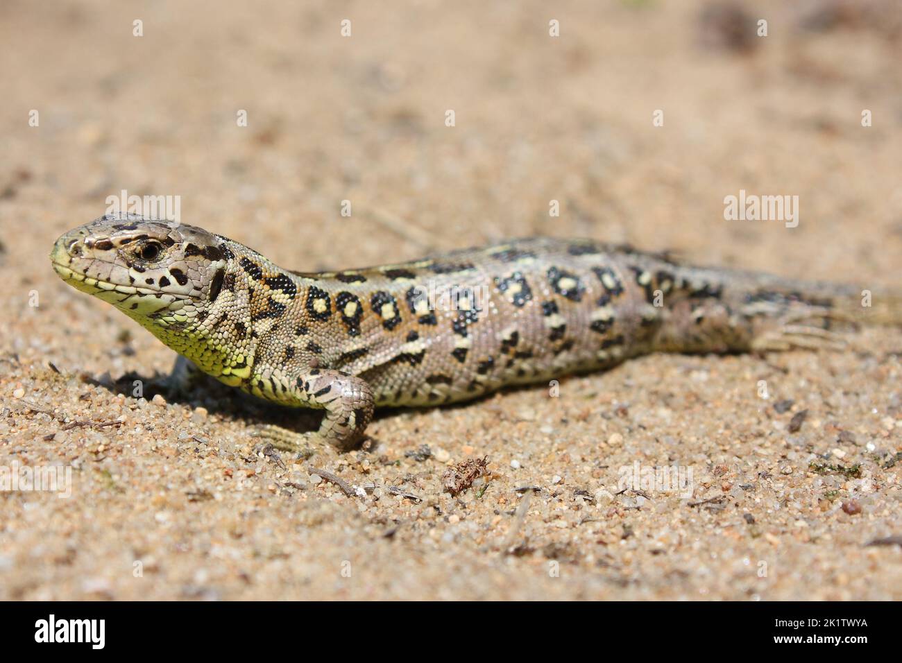 The sand lizard (Lacerta agilis) female on a sandy beach in natural
