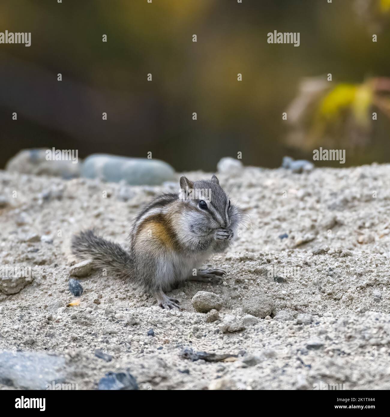 Tamias Spring Eastern chipmunk, Tamias striatus, small squirrel in Yukon, Canada ...