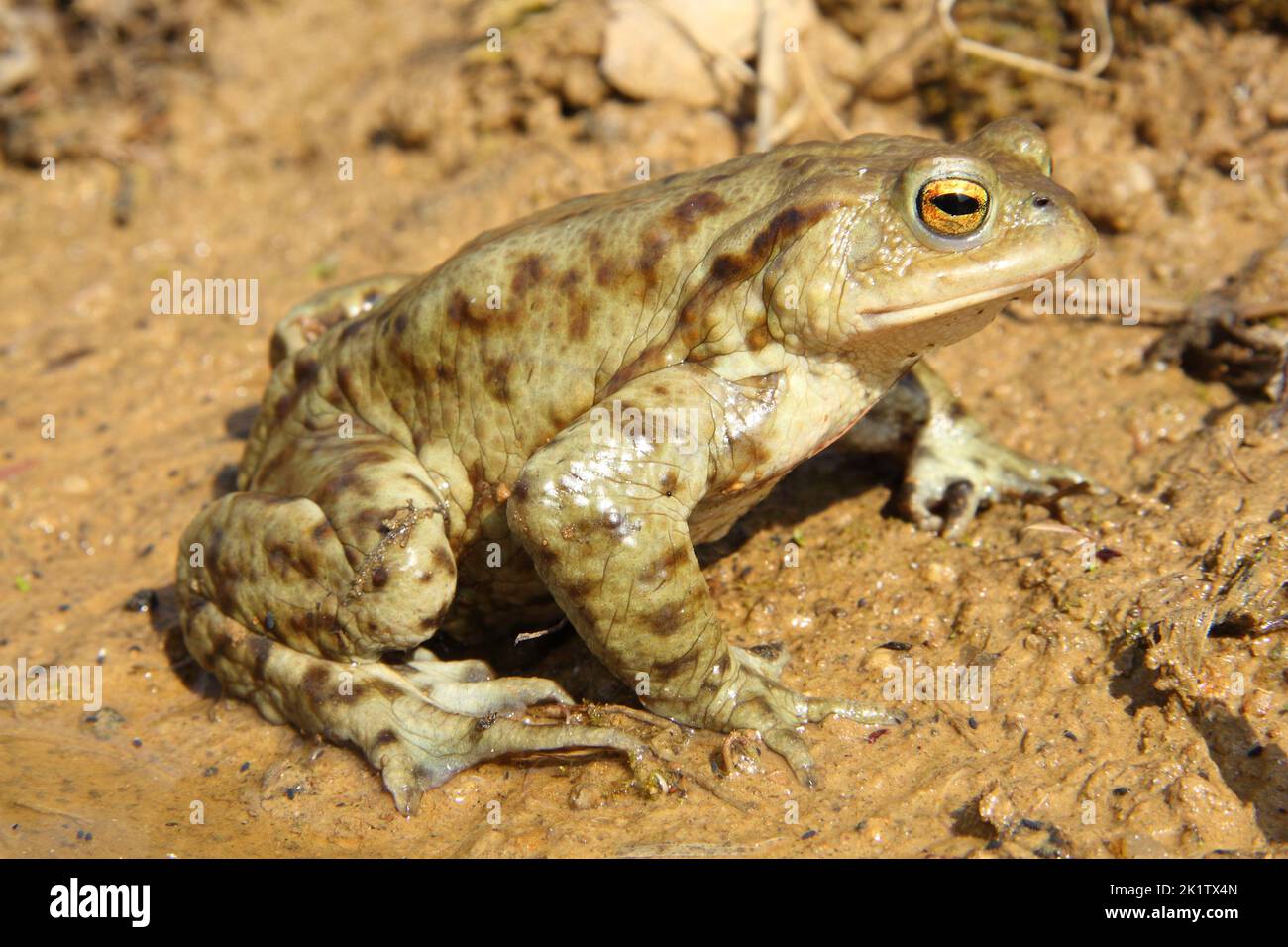 European Common toad (Bufo bufo) in a natural habitat Stock Photo