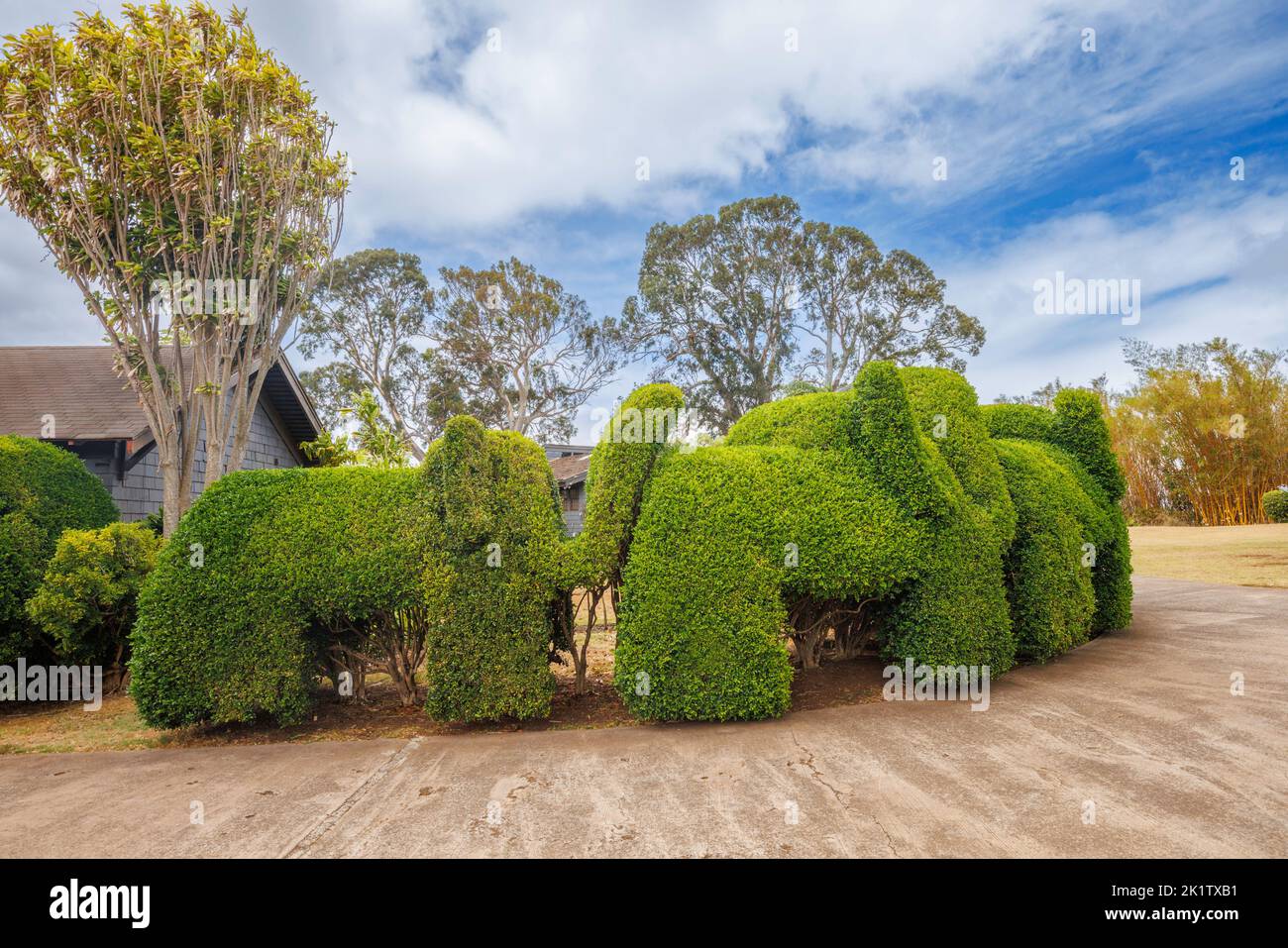 A decorative hedge in cut into the shape of elephants, Maui, Hawaii, USA. Stock Photo