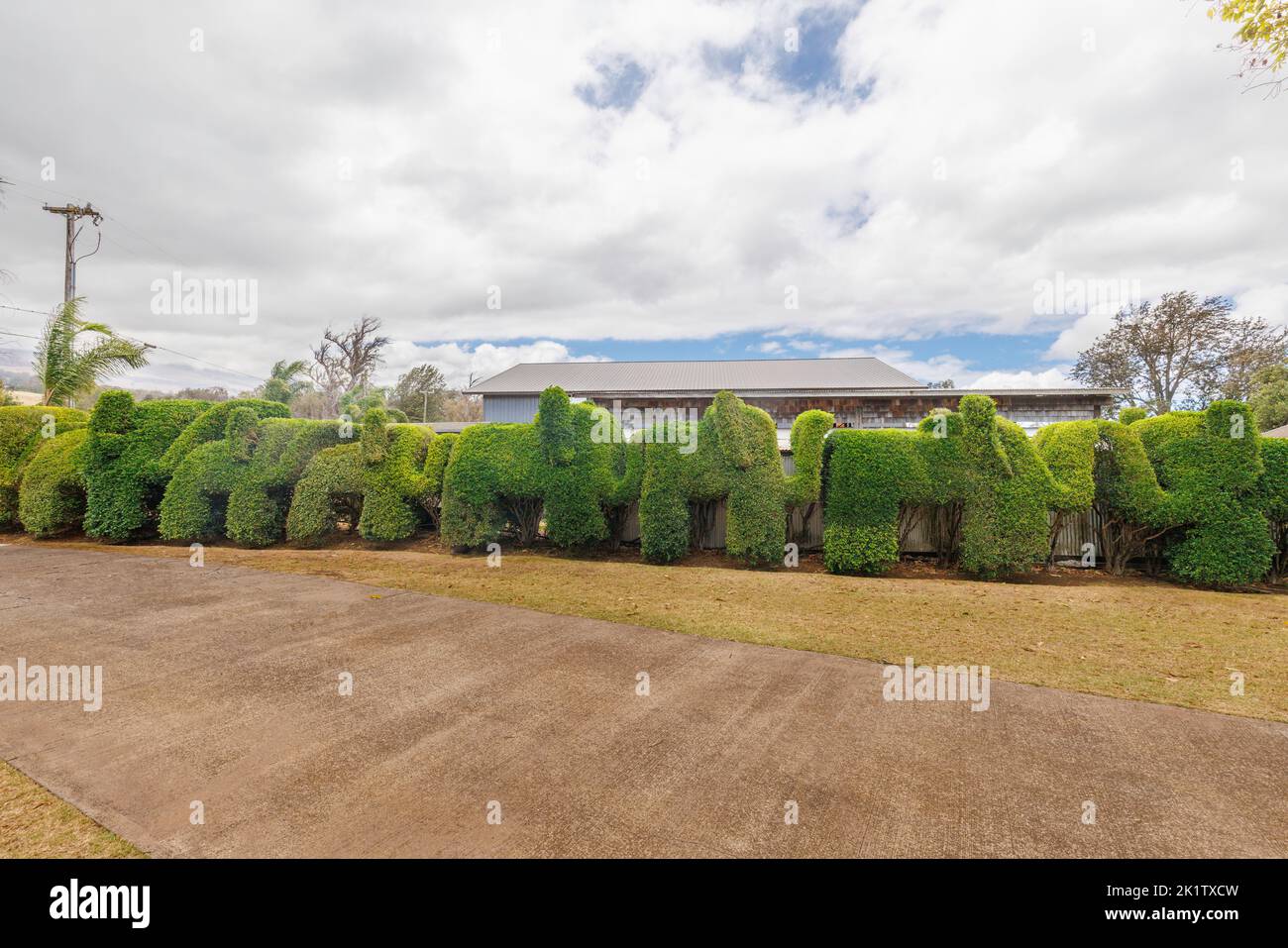 A decorative hedge in cut into the shape of elephants, Maui, Hawaii, USA. Stock Photo