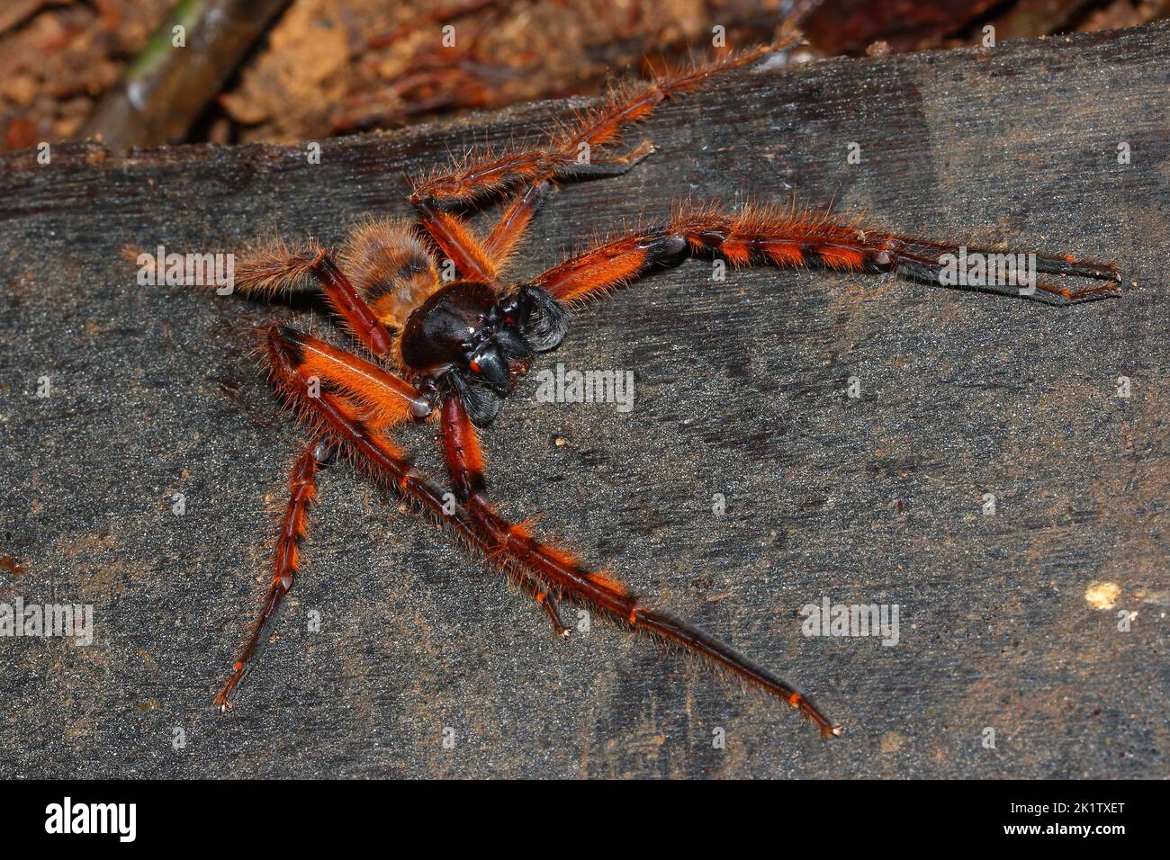 Rhitymna pinangensis - an orange huntsman spider male from rainforest of Borneo Stock Photo