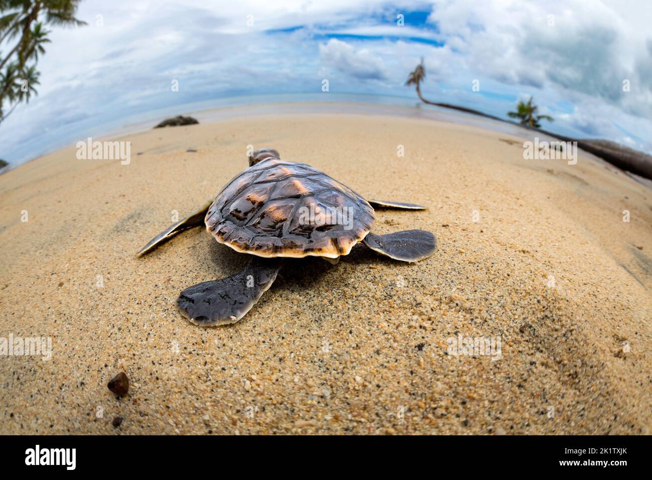 A newly hatched baby green sea turtle, Chelonia mydas, an endangered species, makes it's way across the beach to the ocean off the island of Yap, Micr Stock Photo